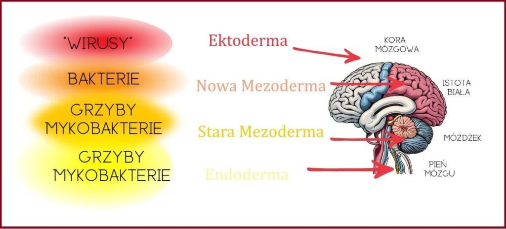 funkcje mózgu według Nowej Medycyny Germańskiej